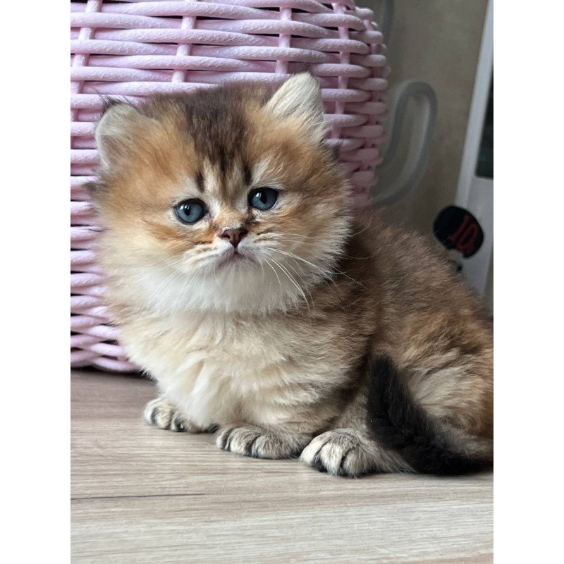 Munchkin Patrik