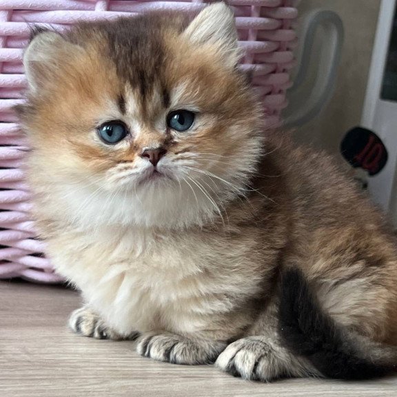 Munchkin Patrik