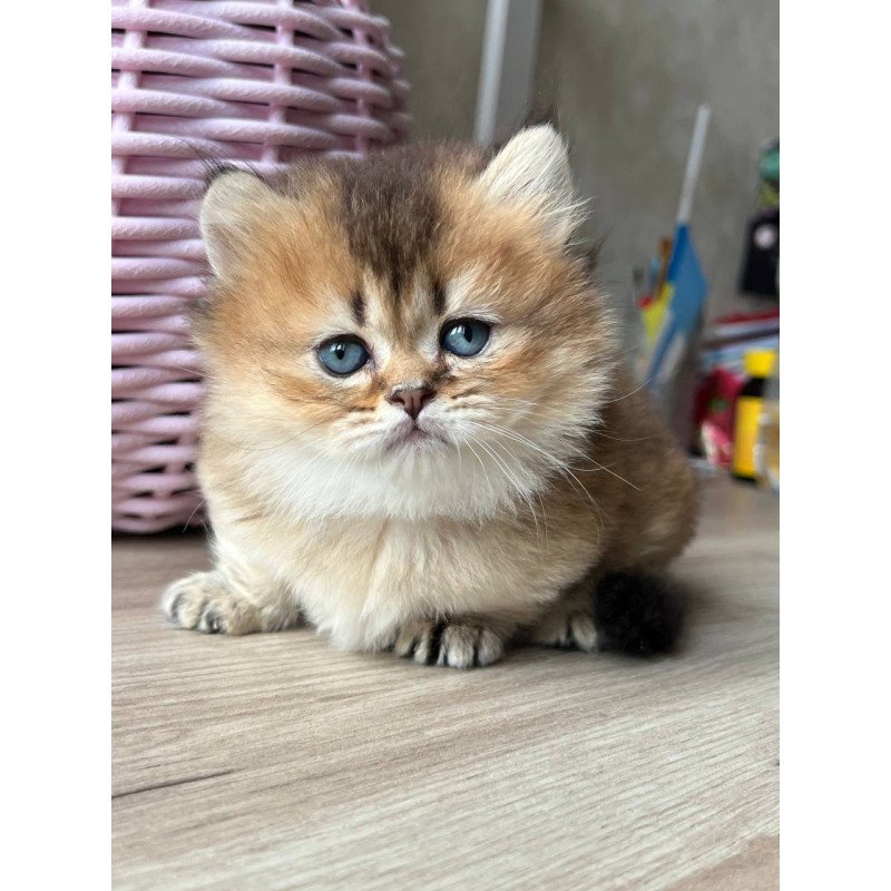 Munchkin Patrik