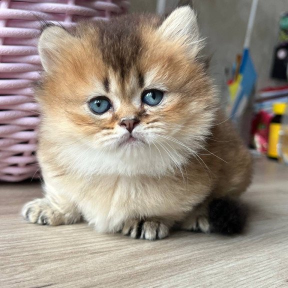 Munchkin Patrik