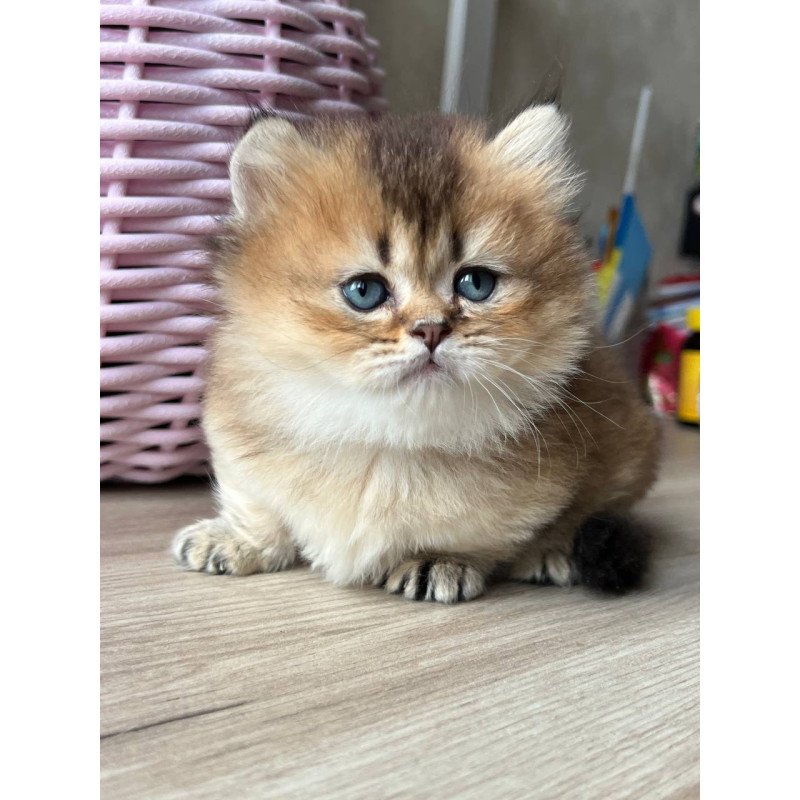 Munchkin Patrik