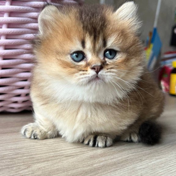 Munchkin Patrik