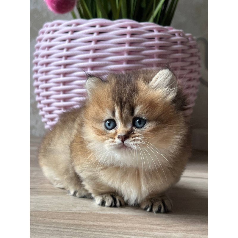 Munchkin Patrik