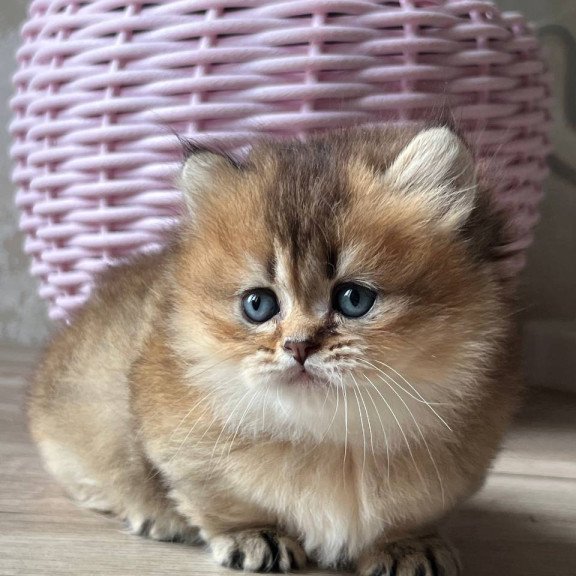 Munchkin Patrik