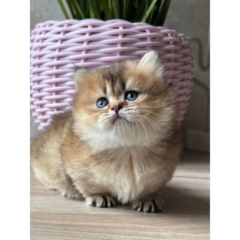 Munchkin Patrik
