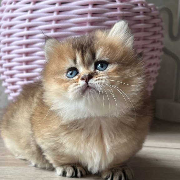 Munchkin Patrik