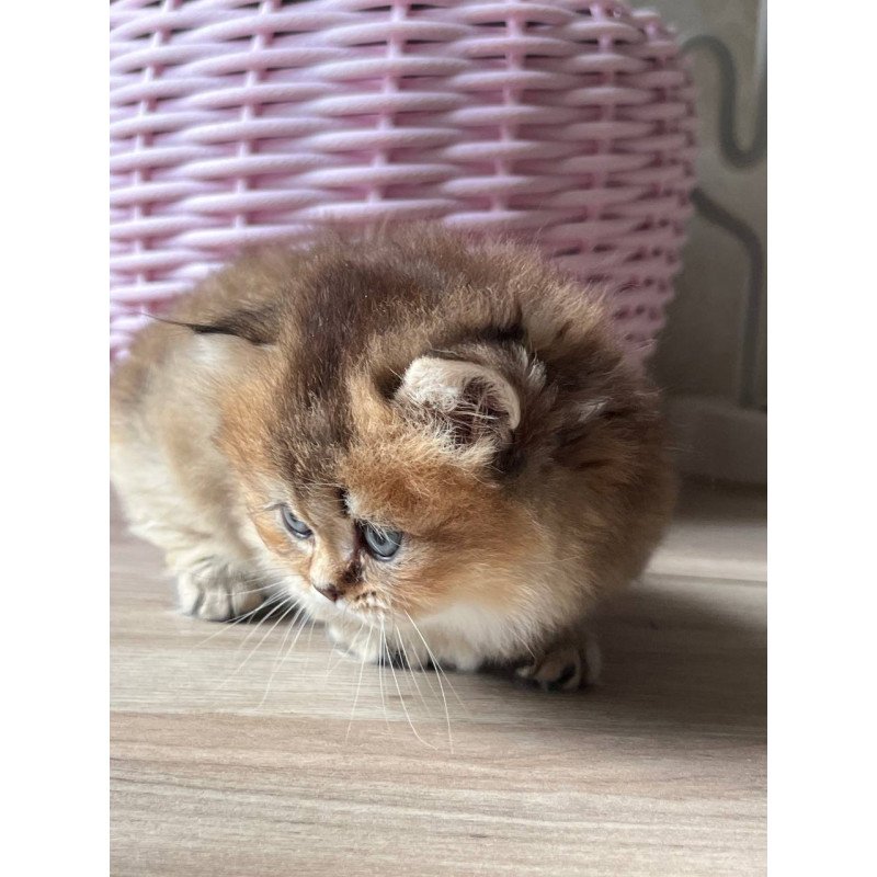 Munchkin Patrik