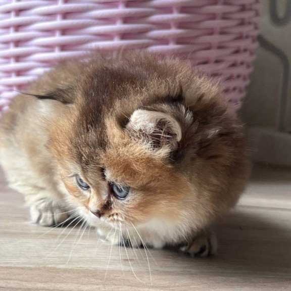 Munchkin Patrik