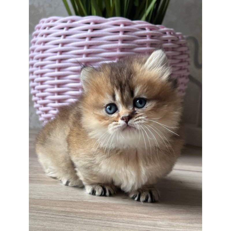 Munchkin Patrik