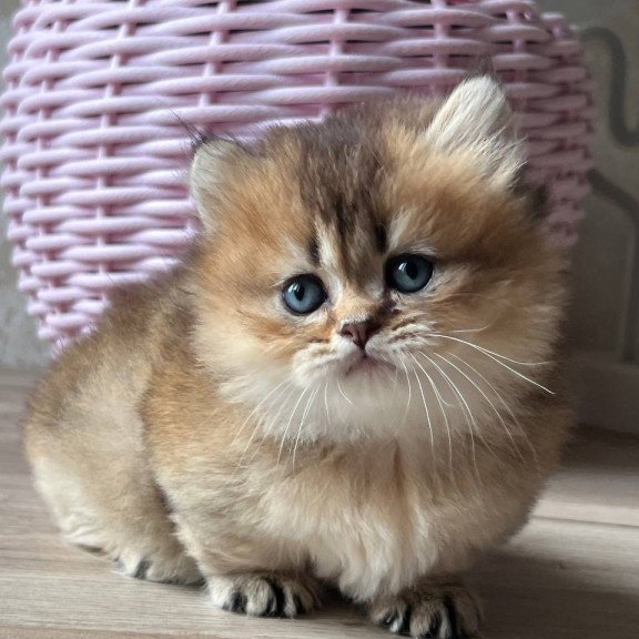 Munchkin Patrik