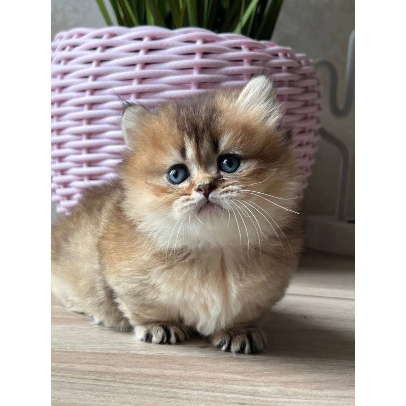Munchkin Patrik