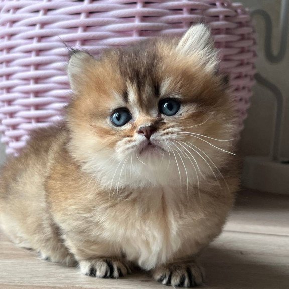 Munchkin Patrik