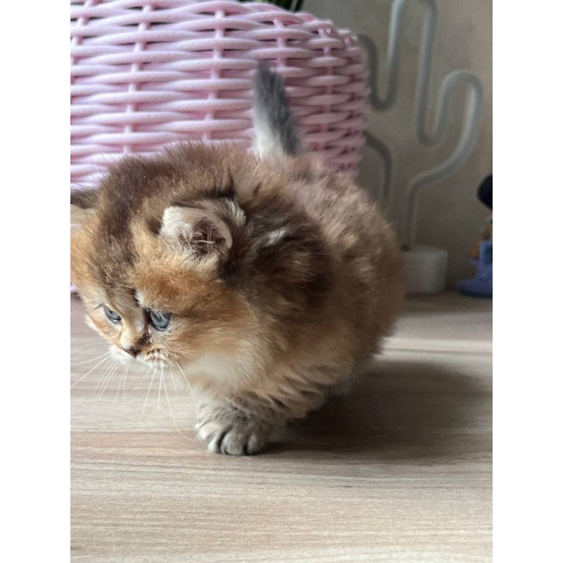 Munchkin Patrik