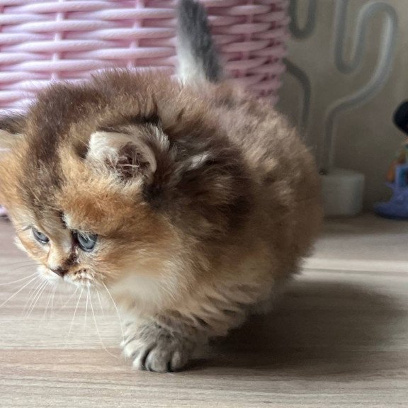 Munchkin Patrik