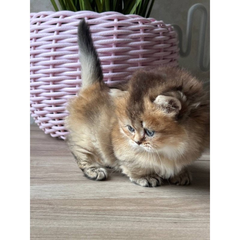 Munchkin Patrik