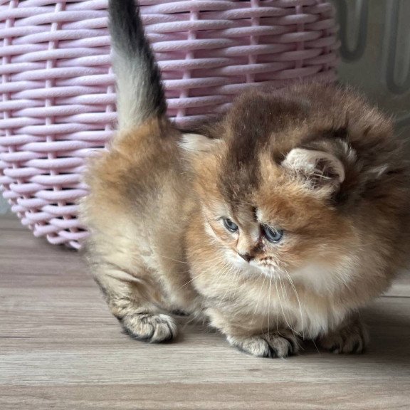 Munchkin Patrik