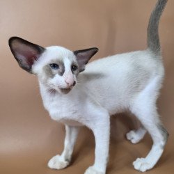 Siamese NOV Ivory