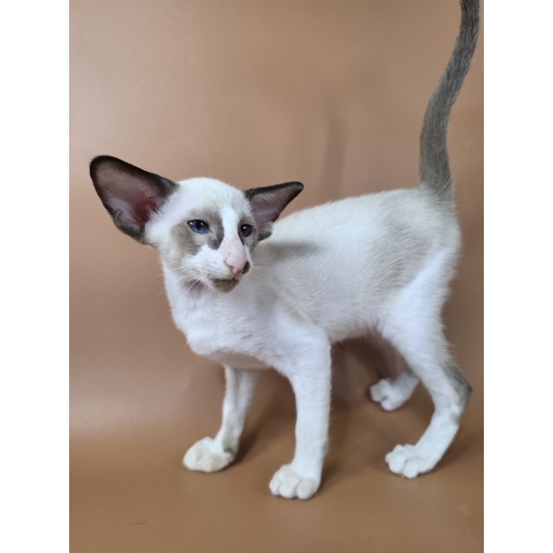 Siamese NOV Ivory