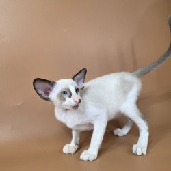 Siamese NOV Ivory