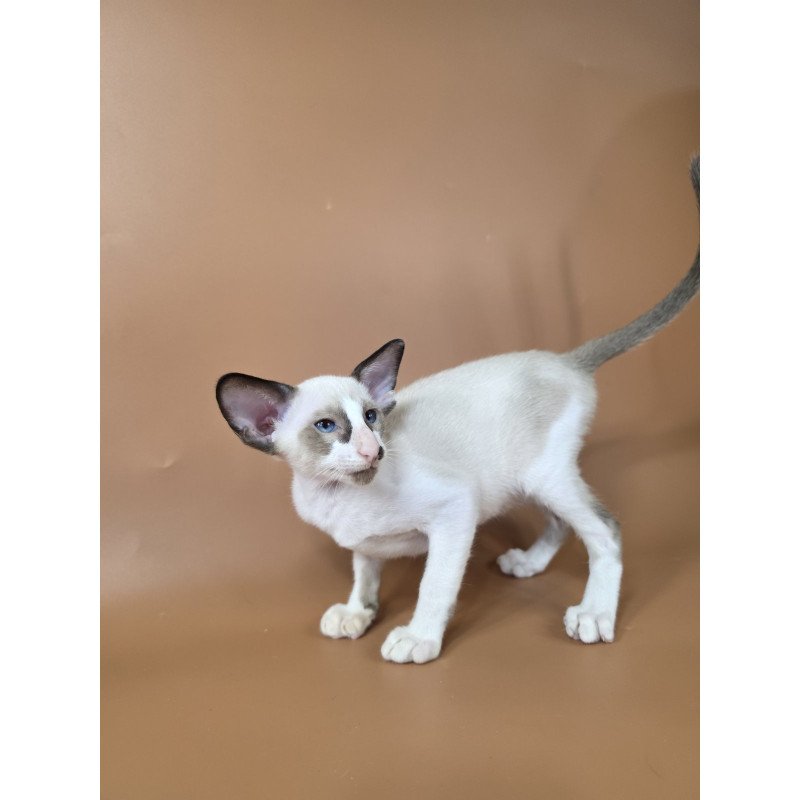 Siamese NOV Ivory