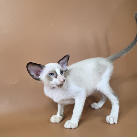 Siamese NOV Ivory