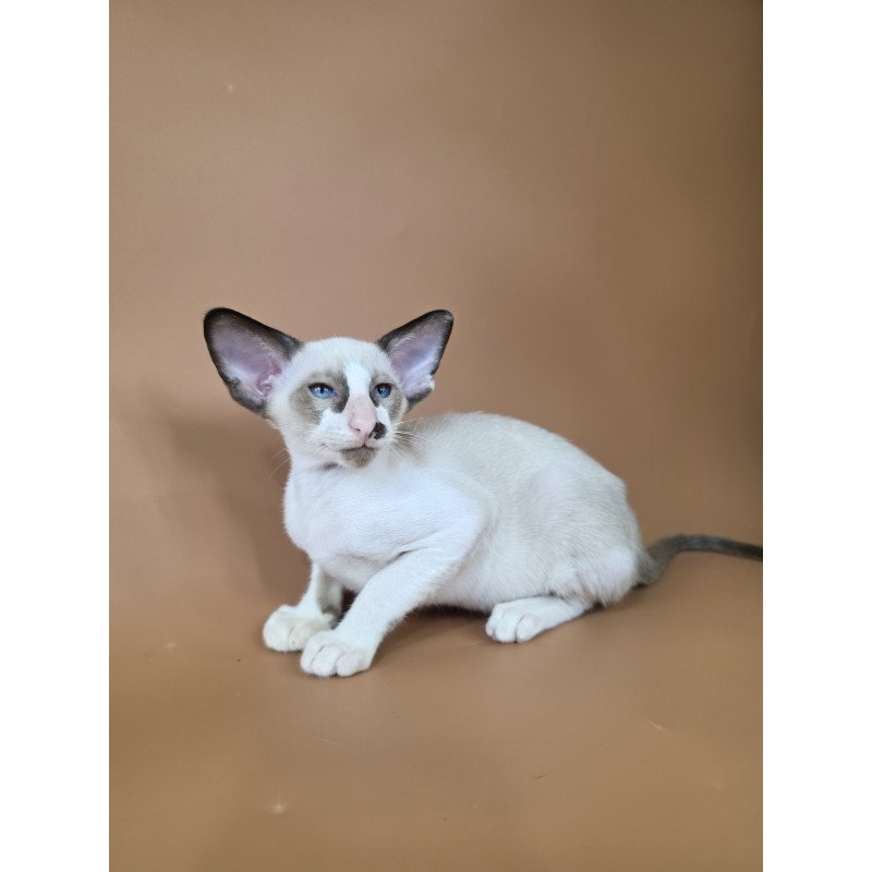 Siamese NOV Ivory