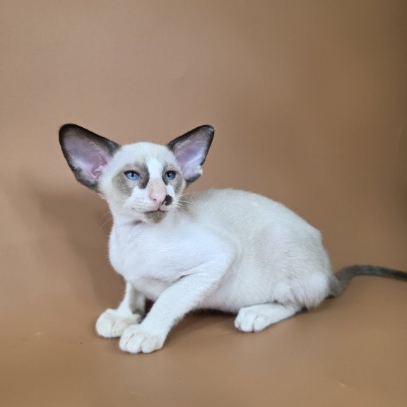 Siamese NOV Ivory