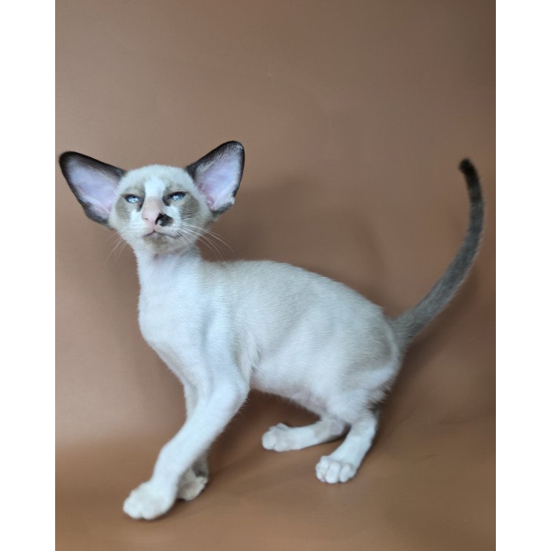Siamese NOV Ivory