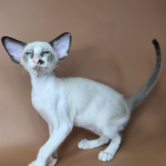 Siamese NOV Ivory