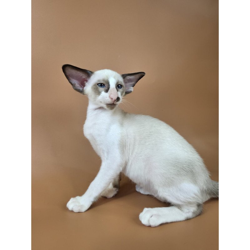 Siamese NOV Ivory
