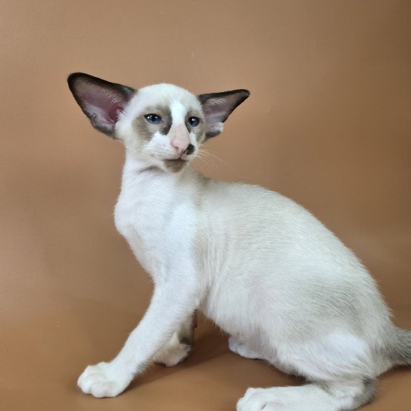 Siamese NOV Ivory