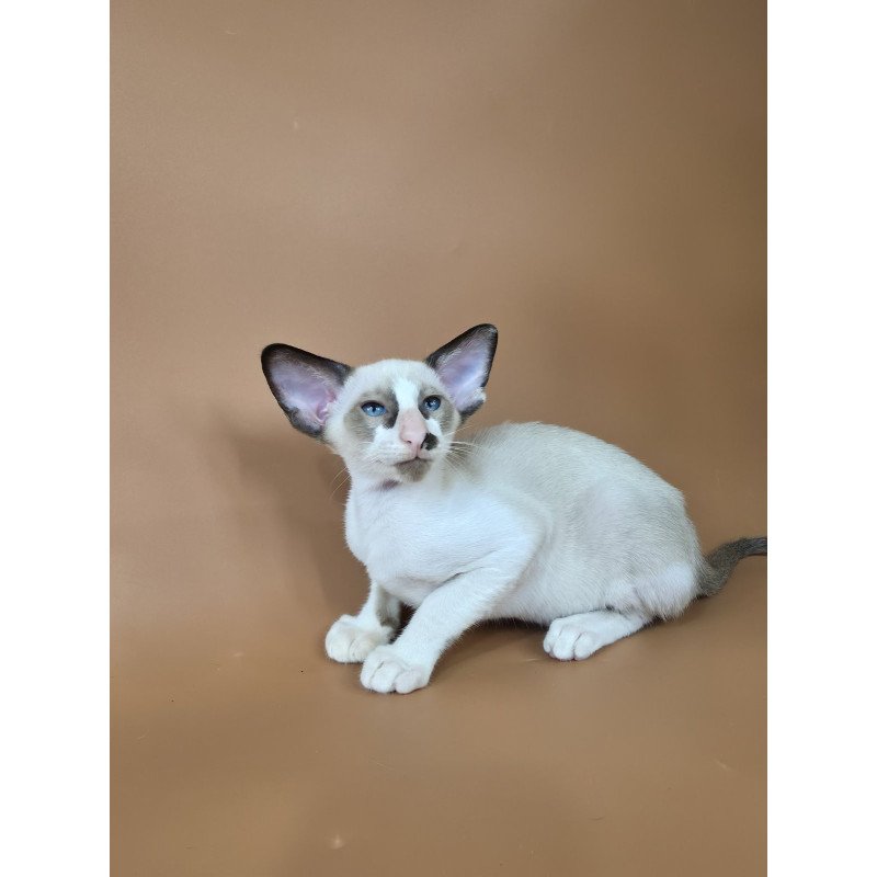 Siamese NOV Ivory