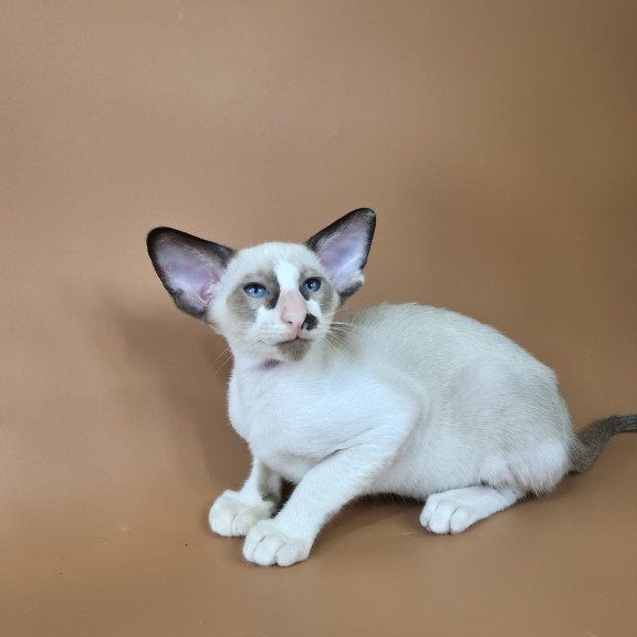 Siamese NOV Ivory