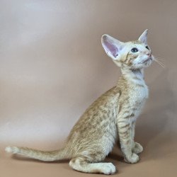 Oriental NOV Kovu
