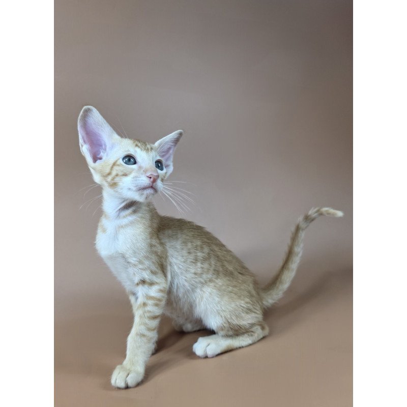 Oriental NOV Kovu