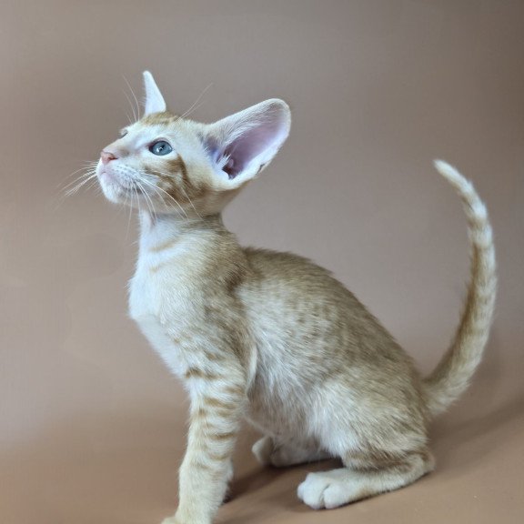 Oriental NOV Kovu