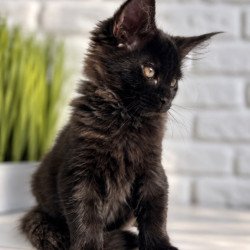Maine Coon Kelly