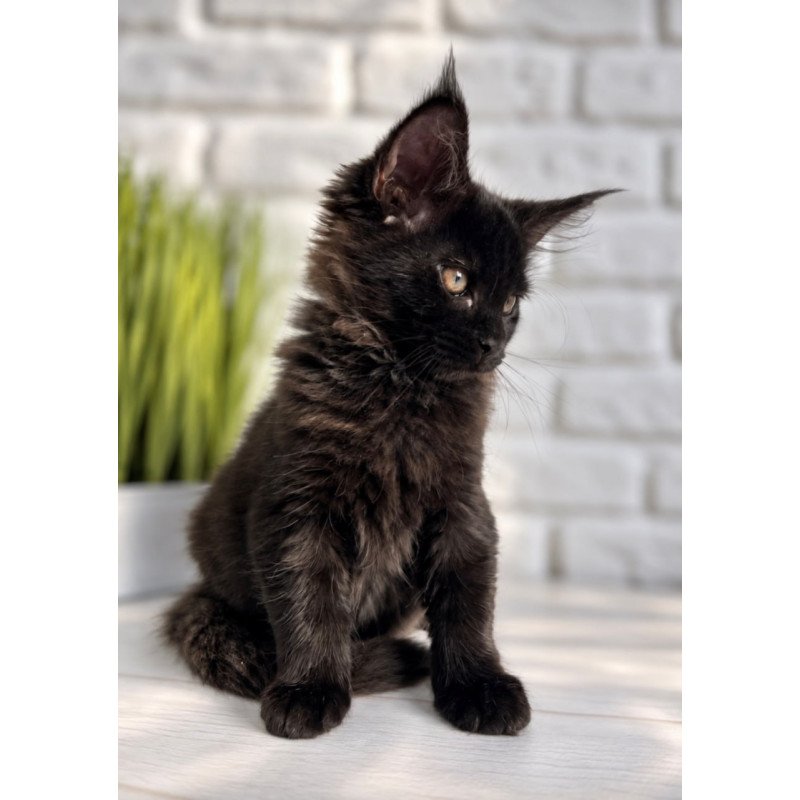 Maine Coon Kelly