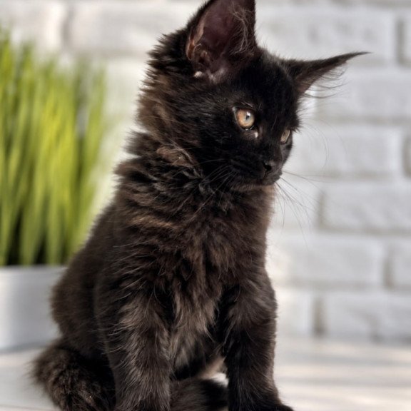 Maine Coon Kelly