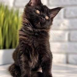 Maine Coon Kelly