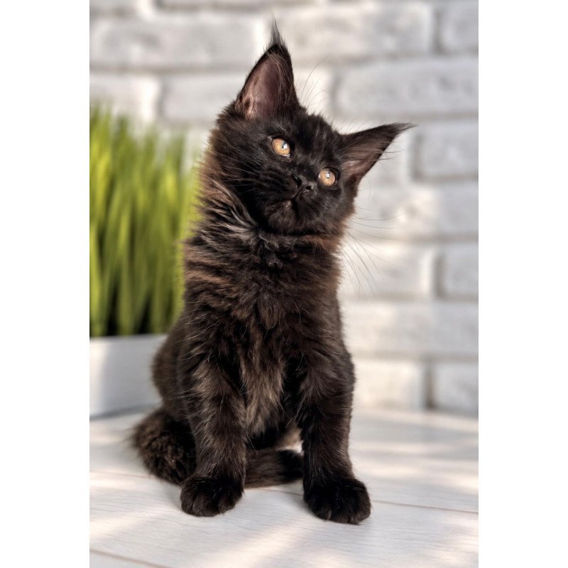 Maine Coon Kelly