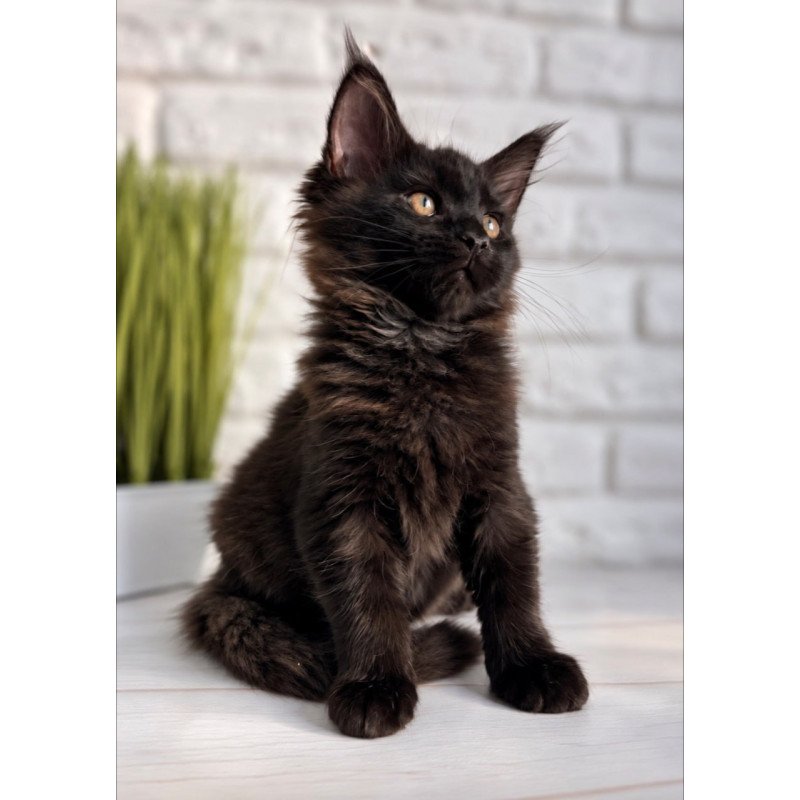Maine Coon Kelly