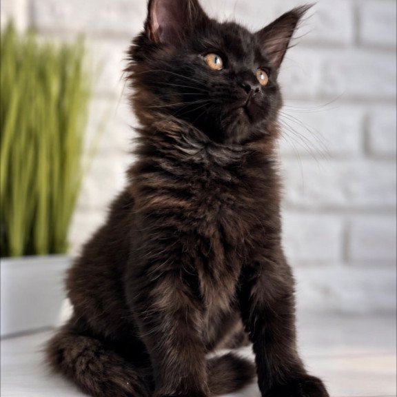 Maine Coon Kelly
