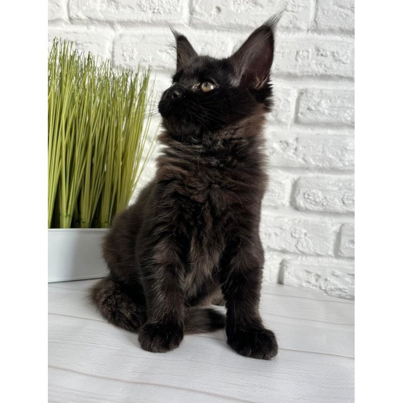 Maine Coon Kelly