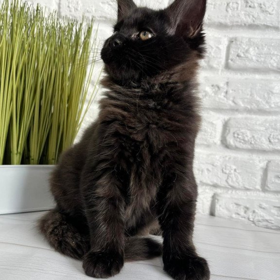 Maine Coon Kelly