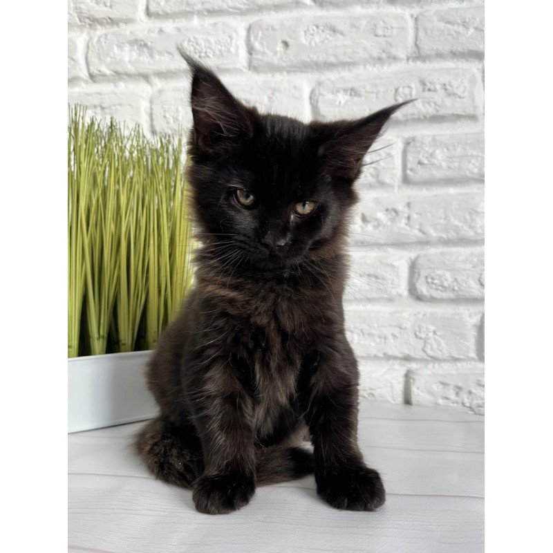 Maine Coon Kelly
