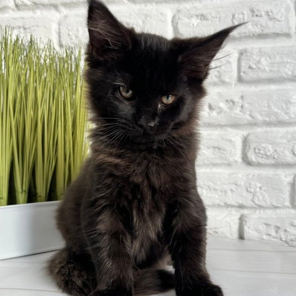 Maine Coon Kelly