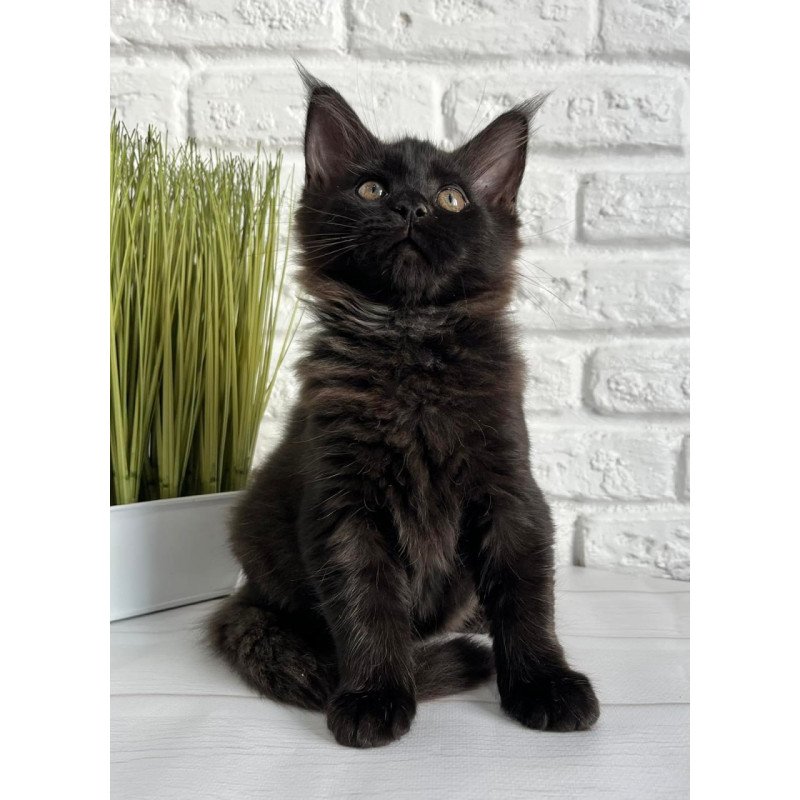Maine Coon Kelly