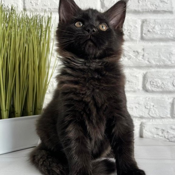 Maine Coon Kelly