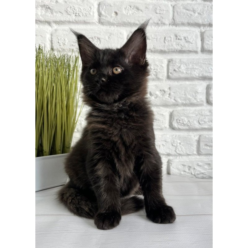 Maine Coon Kelly
